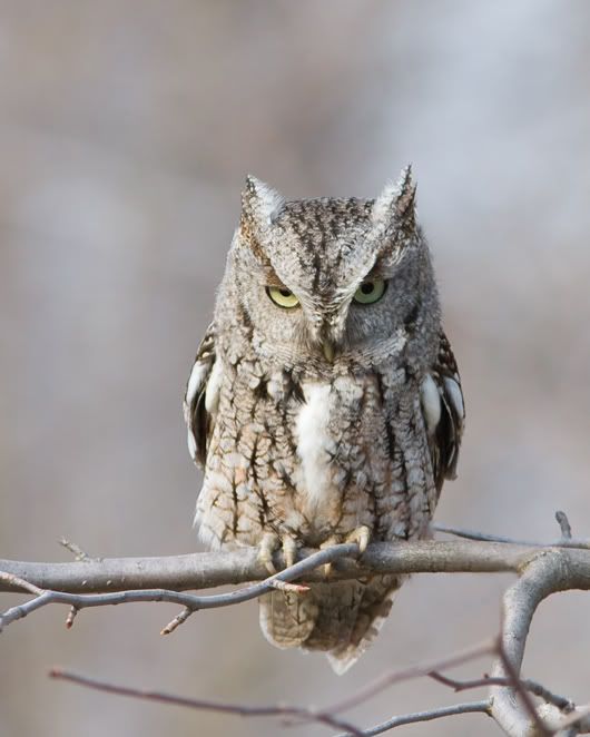 IMAGE: http://i210.photobucket.com/albums/bb238/MicheleRF_photos/esowhalfwink.jpg