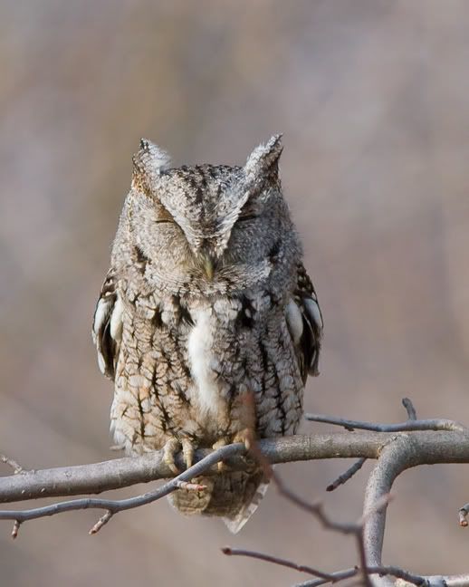 IMAGE: http://i210.photobucket.com/albums/bb238/MicheleRF_photos/esowsleep.jpg