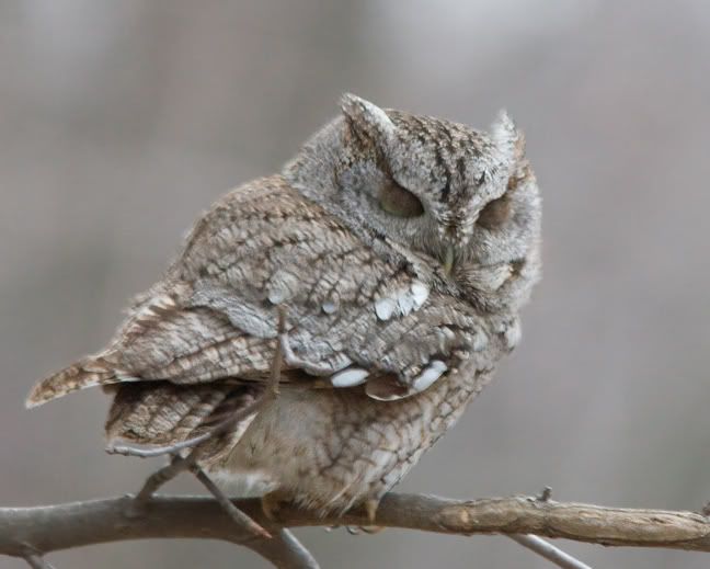 IMAGE: http://i210.photobucket.com/albums/bb238/MicheleRF_photos/esowsleep2.jpg