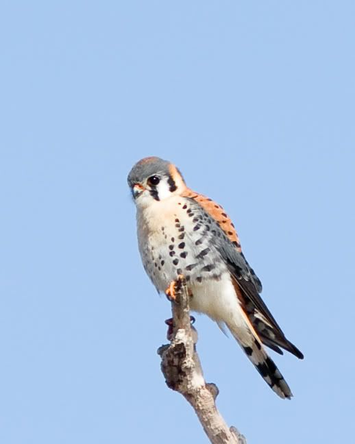 IMAGE: http://i210.photobucket.com/albums/bb238/MicheleRF_photos/kestrel.jpg
