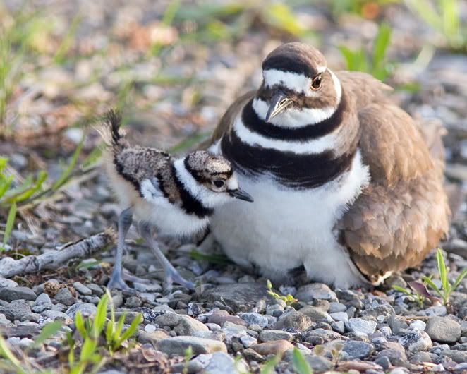 IMAGE: http://i210.photobucket.com/albums/bb238/MicheleRF_photos/kildandbaby.jpg