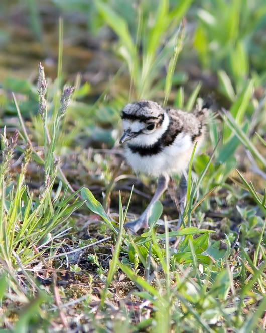 IMAGE: http://i210.photobucket.com/albums/bb238/MicheleRF_photos/kildbabycopy.jpg