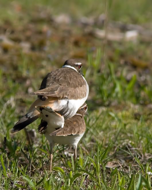 IMAGE: http://i210.photobucket.com/albums/bb238/MicheleRF_photos/kildcopulate.jpg