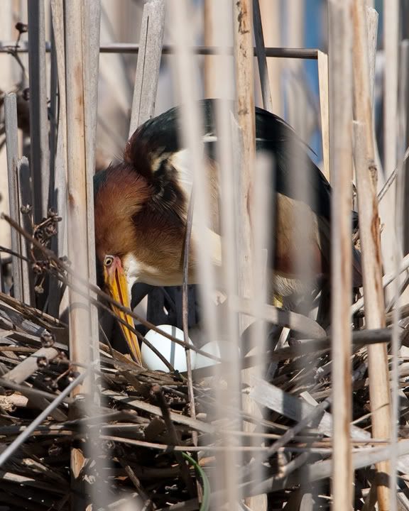 IMAGE: http://i210.photobucket.com/albums/bb238/MicheleRF_photos/lebimaleeggroll.jpg