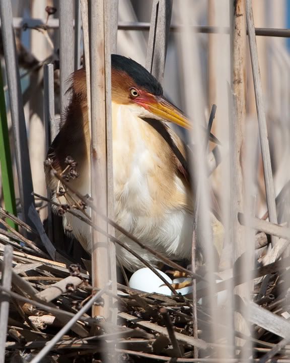 IMAGE: http://i210.photobucket.com/albums/bb238/MicheleRF_photos/lebimanesteggs.jpg