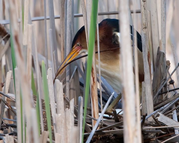 IMAGE: http://i210.photobucket.com/albums/bb238/MicheleRF_photos/lebistick.jpg