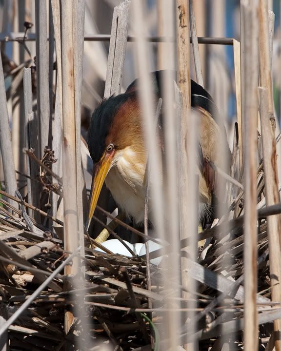 IMAGE: http://i210.photobucket.com/albums/bb238/MicheleRF_photos/lebiweggs.jpg