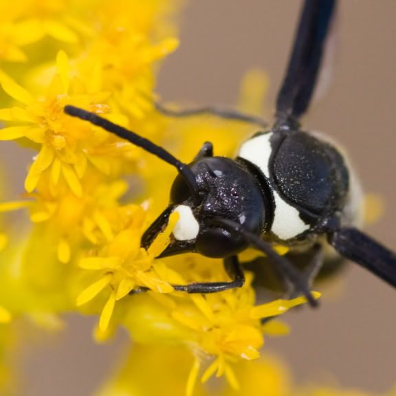 IMAGE: http://i210.photobucket.com/albums/bb238/MicheleRF_photos/masonwaspcloseup.jpg