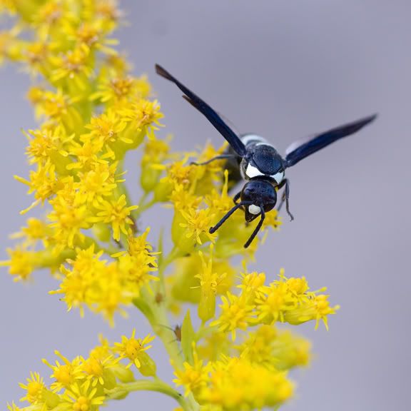 IMAGE: http://i210.photobucket.com/albums/bb238/MicheleRF_photos/masonwaspgoldenrod.jpg