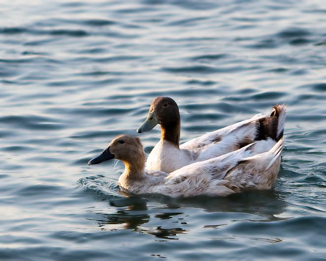 IMAGE: http://i210.photobucket.com/albums/bb238/MicheleRF_photos/mysteryducks.jpg