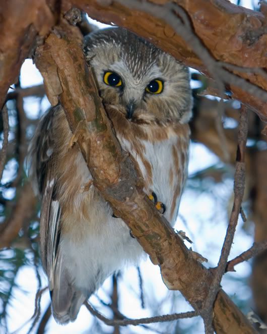 IMAGE: http://i210.photobucket.com/albums/bb238/MicheleRF_photos/nswocopy.jpg