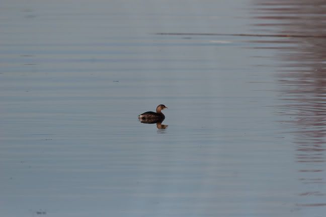 IMAGE: http://i210.photobucket.com/albums/bb238/MicheleRF_photos/pbgr.jpg