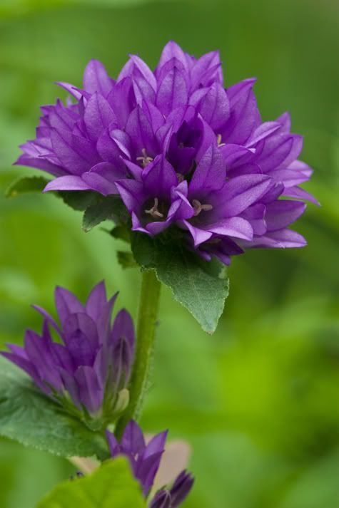 IMAGE: http://i210.photobucket.com/albums/bb238/MicheleRF_photos/purpleflower.jpg