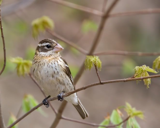 IMAGE: http://i210.photobucket.com/albums/bb238/MicheleRF_photos/rbgrfe.jpg