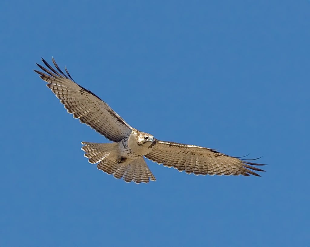 IMAGE: http://i210.photobucket.com/albums/bb238/MicheleRF_photos/rth.jpg