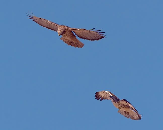 IMAGE: http://i210.photobucket.com/albums/bb238/MicheleRF_photos/rtha2fly.jpg