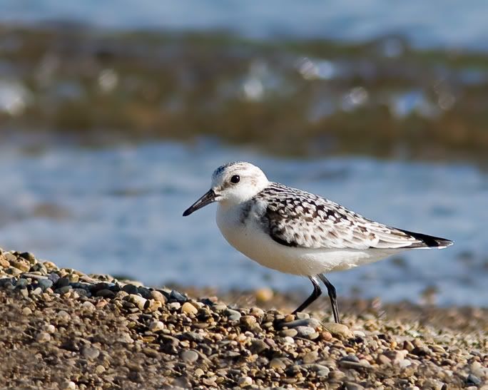 IMAGE: http://i210.photobucket.com/albums/bb238/MicheleRF_photos/sandimmpebblebeach.jpg