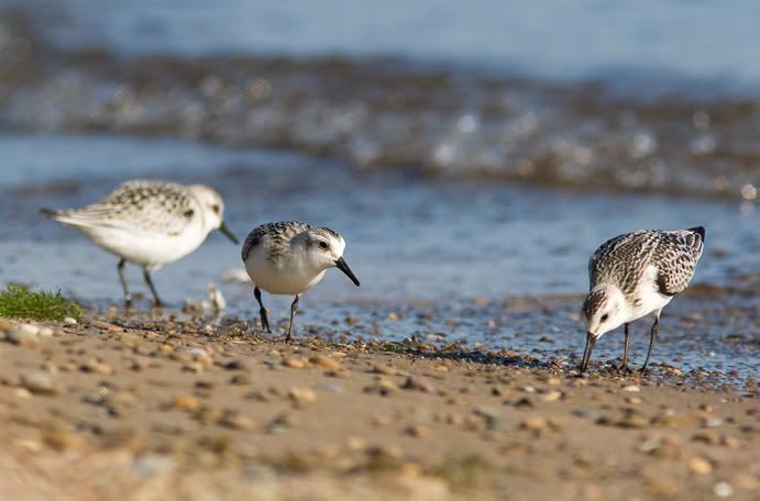 IMAGE: http://i210.photobucket.com/albums/bb238/MicheleRF_photos/sandtrioshore.jpg