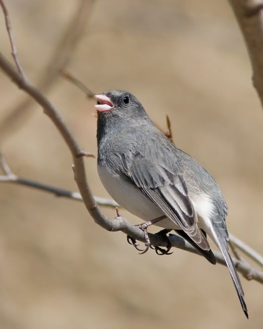 IMAGE: http://i210.photobucket.com/albums/bb238/MicheleRF_photos/scjufelimb.jpg