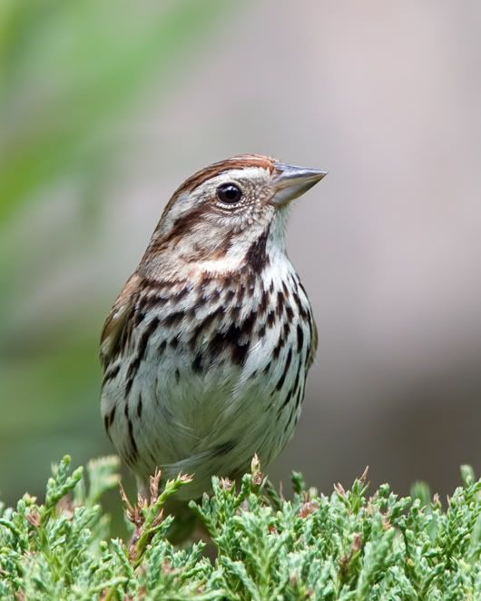 IMAGE: http://i210.photobucket.com/albums/bb238/MicheleRF_photos/sosparborvitae2.jpg