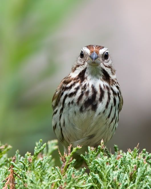 IMAGE: http://i210.photobucket.com/albums/bb238/MicheleRF_photos/sosplookme.jpg