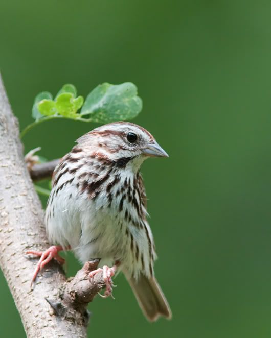 IMAGE: http://i210.photobucket.com/albums/bb238/MicheleRF_photos/sospsapling.jpg