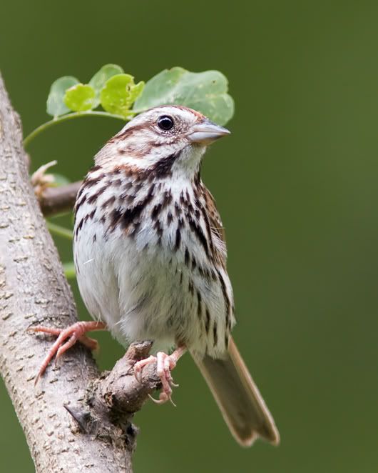 IMAGE: http://i210.photobucket.com/albums/bb238/MicheleRF_photos/sospsapling2.jpg