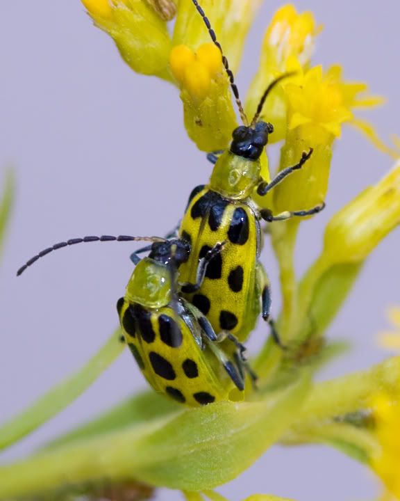 IMAGE: http://i210.photobucket.com/albums/bb238/MicheleRF_photos/spottedcucumberbeetlesmating.jpg