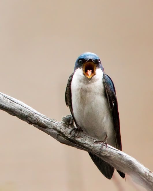 IMAGE: http://i210.photobucket.com/albums/bb238/MicheleRF_photos/treeswallow.jpg