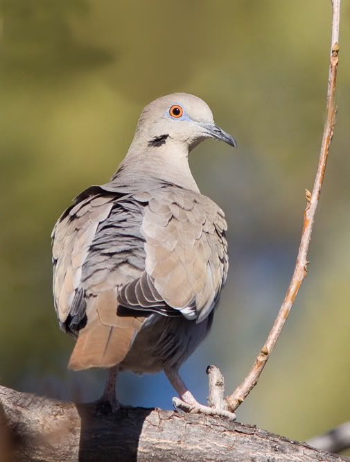 IMAGE: http://i210.photobucket.com/albums/bb238/MicheleRF_photos/whitewingeddove.jpg