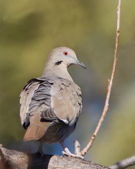 IMAGE: http://i210.photobucket.com/albums/bb238/MicheleRF_photos/whitewingeddove2.jpg