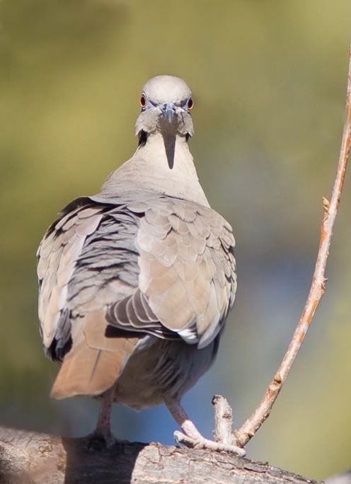 IMAGE: http://i210.photobucket.com/albums/bb238/MicheleRF_photos/whitewingeddoveexorcist.jpg