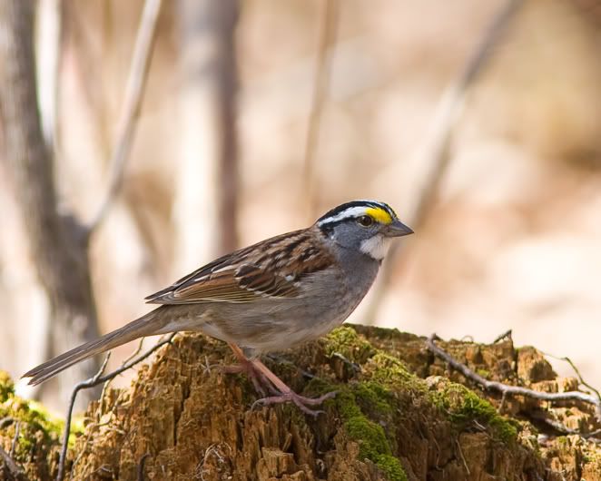 IMAGE: http://i210.photobucket.com/albums/bb238/MicheleRF_photos/wtspma.jpg