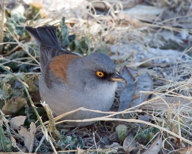 IMAGE: http://i210.photobucket.com/albums/bb238/MicheleRF_photos/yeju_edited-1.jpg