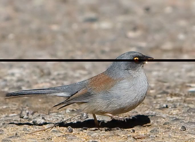 IMAGE: http://i210.photobucket.com/albums/bb238/MicheleRF_photos/yejupklot.jpg