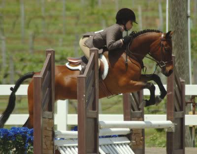 Bay Ponies Jumping