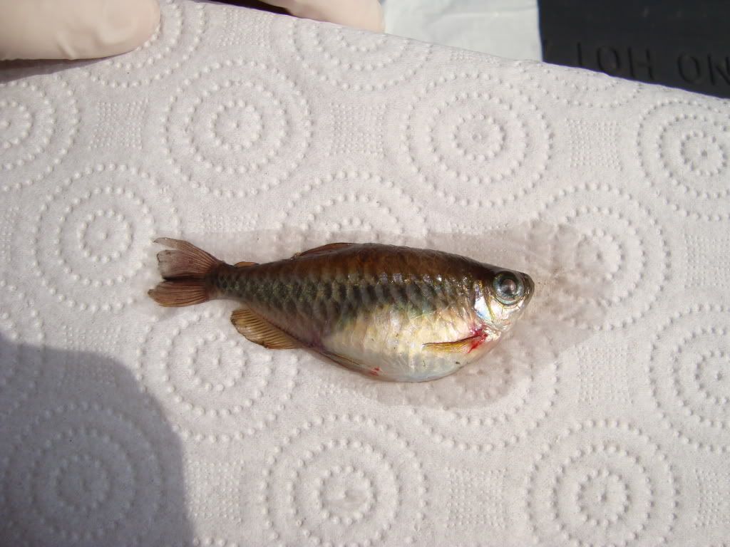 Congo Tetra Female