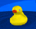 photo 040927_duck_17421-1inchcrop.gif
