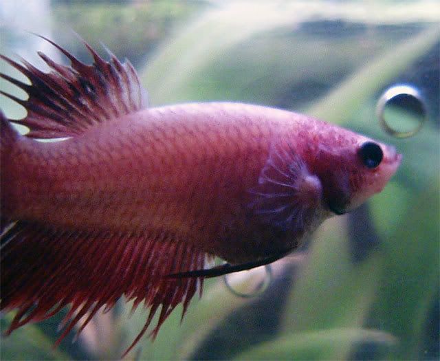Extraño Bulto En Betta