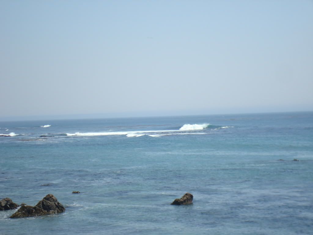 seal reef