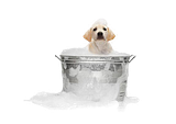 th_jgutenburg-puppy-1.png