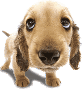 th_puppy.gif