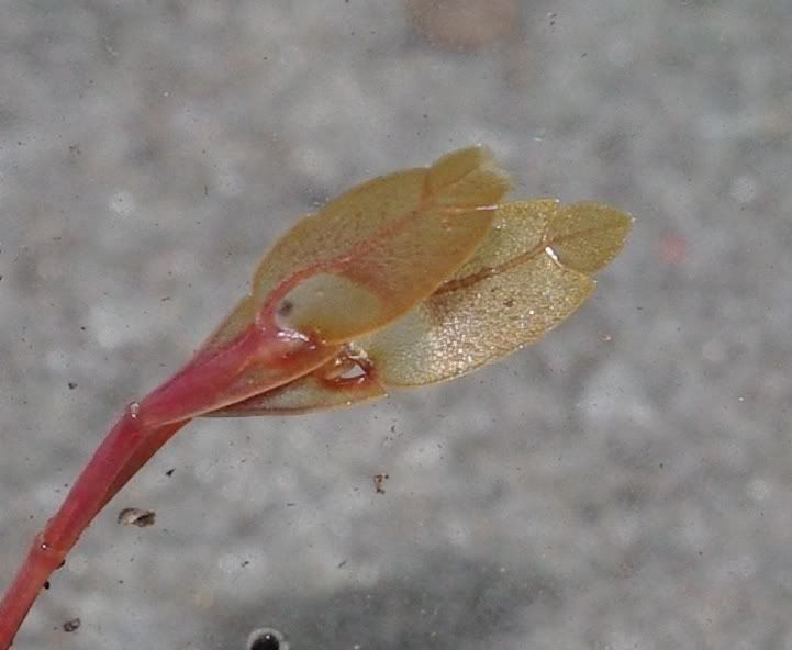 feather tail centipede