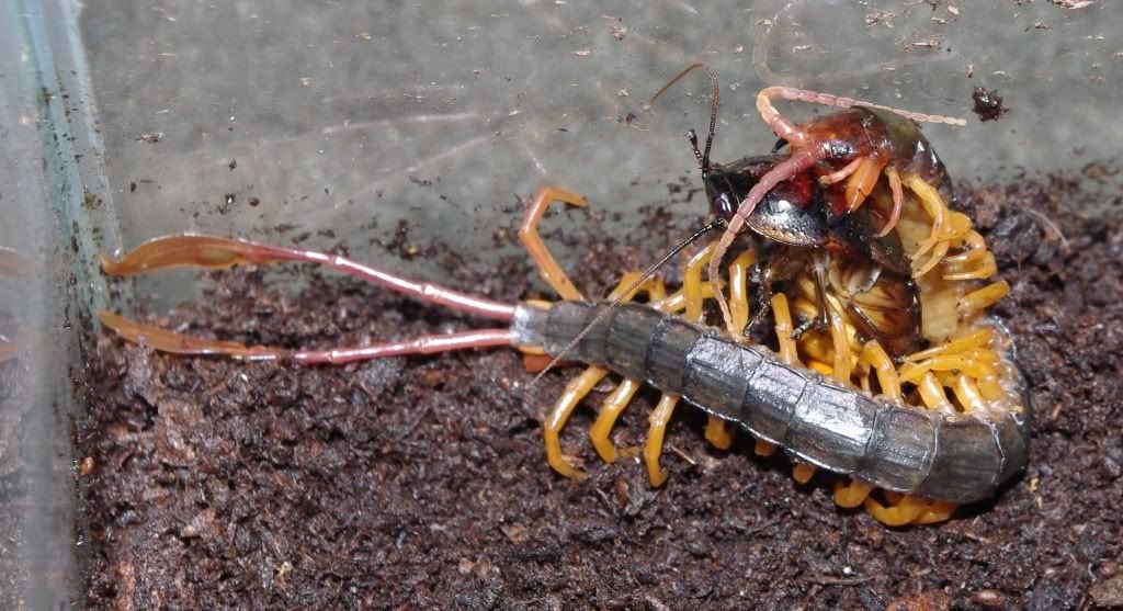 feather tail centipede