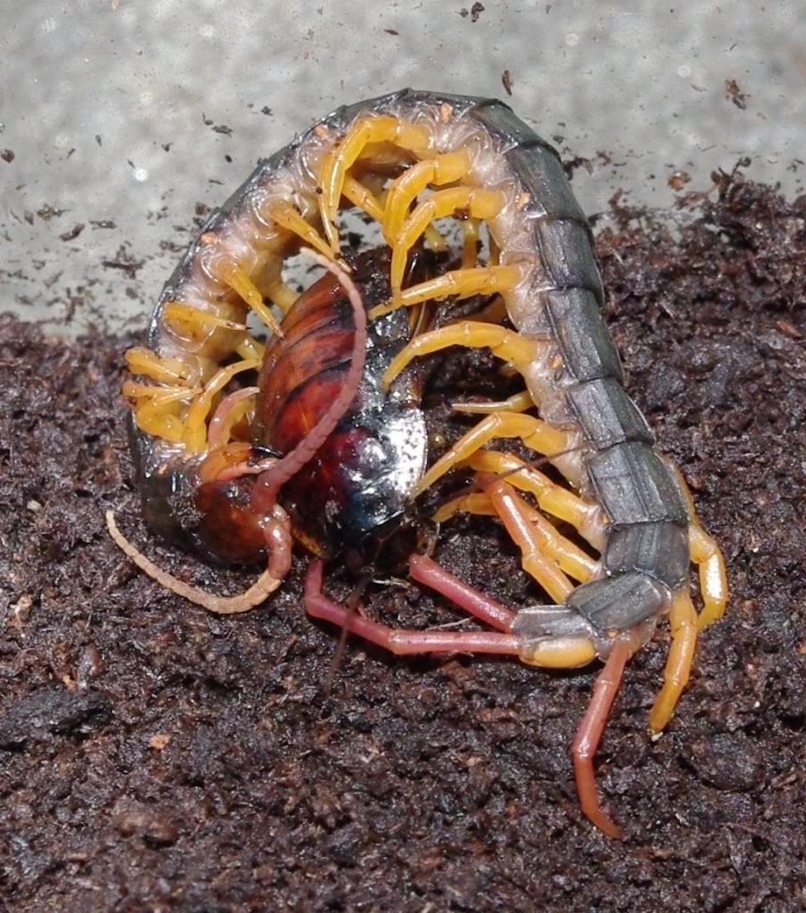 feather tail centipede