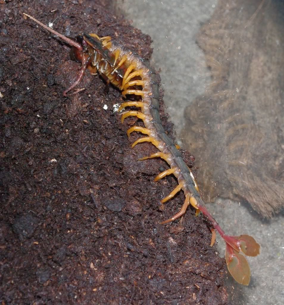 feather tail centipede