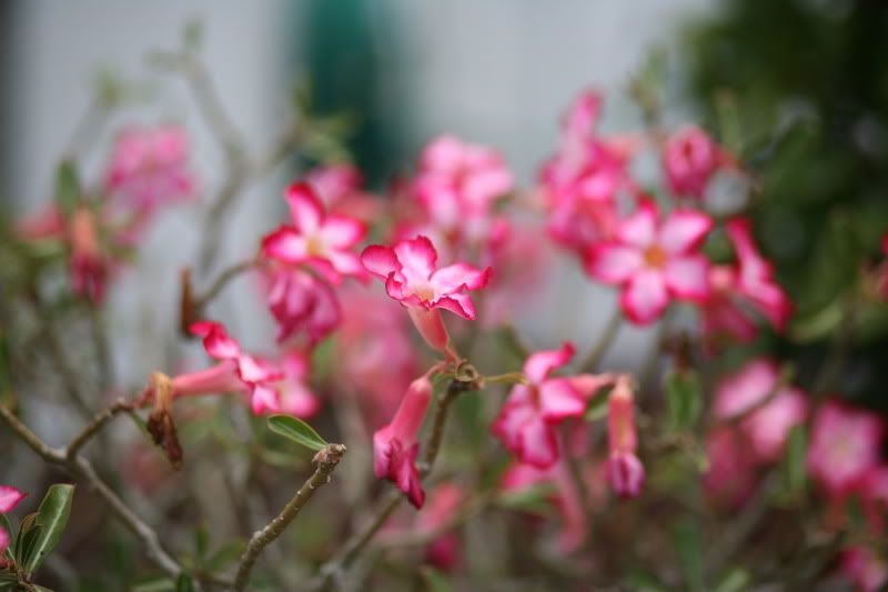 IMAGE: http://i210.photobucket.com/albums/bb261/kirradude1025/IMG_9221.jpg