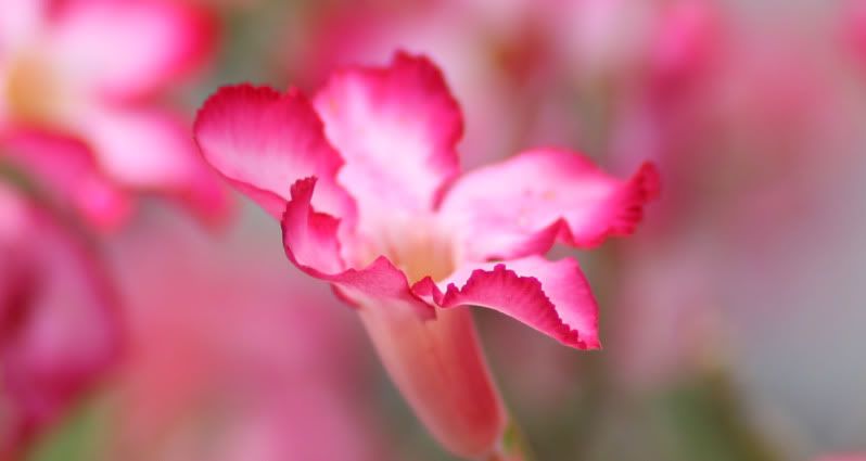 IMAGE: http://i210.photobucket.com/albums/bb261/kirradude1025/IMG_9221edit.jpg