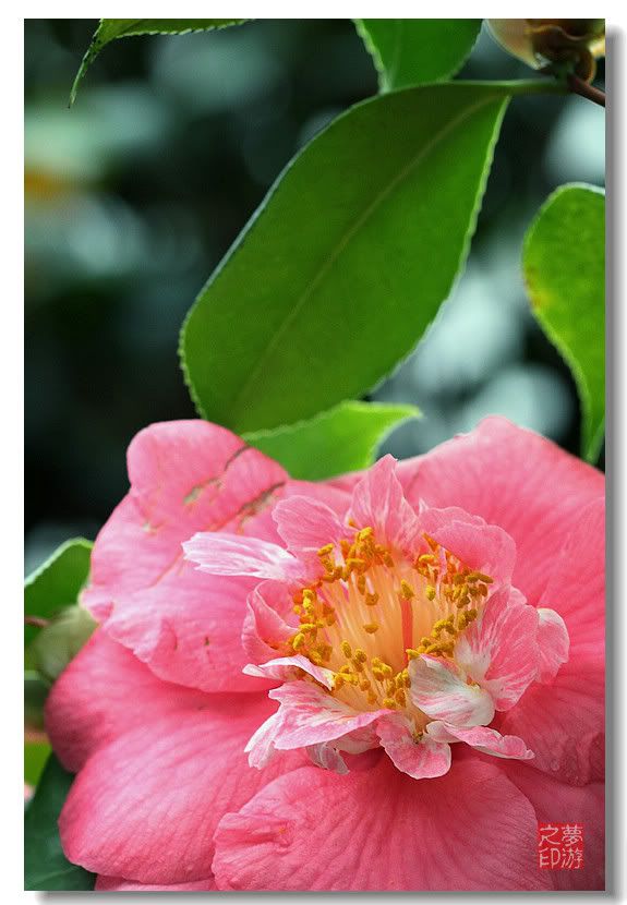 [原创摄影] 春色茶花朵朵香27P_图1-11