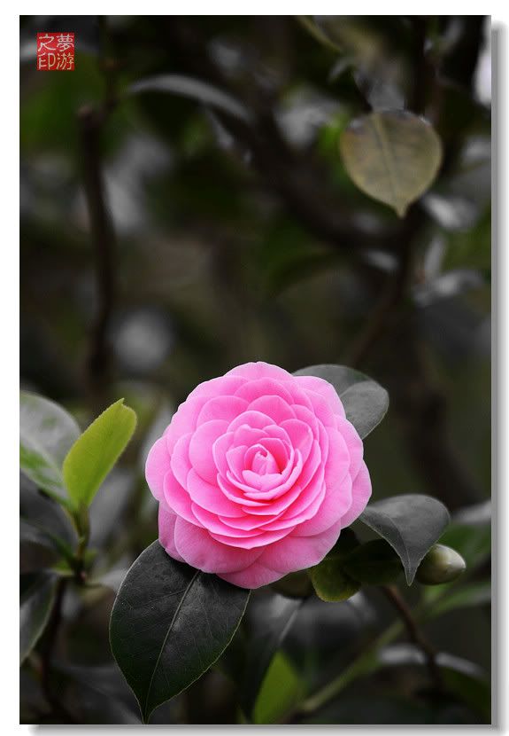 [原创摄影] 春色茶花朵朵香27P_图1-20